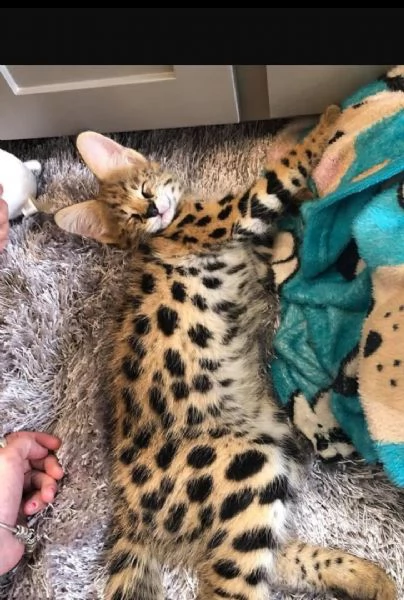 savannah kittens for sale male and female