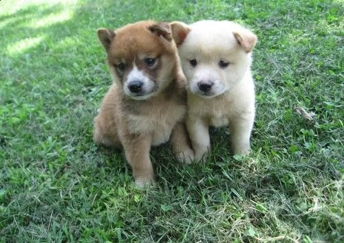 regalo due cuccioli di shiba inu per l'adozione