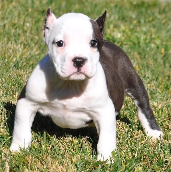 regalo cuccioli di pitbull