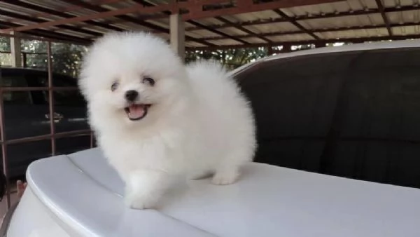 regalo volpino pomerania cuccioli