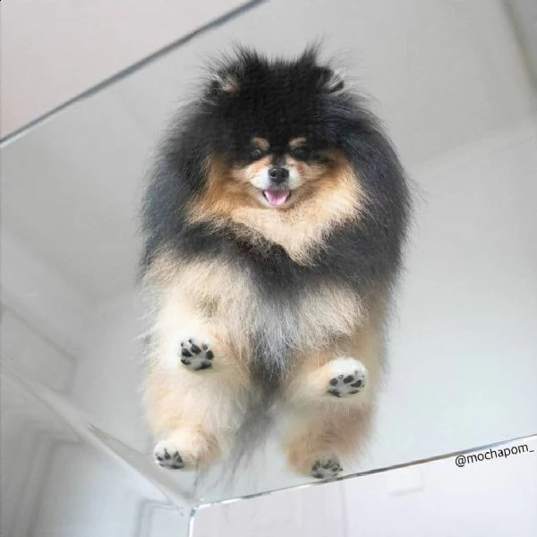 offerta di cucciolo pomeranian per motivi personali