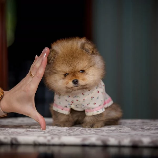 incredibile cucciolo pomernariano di 12 settimane | Foto 1