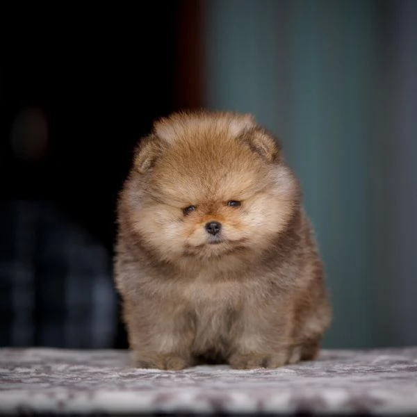 incredibile cucciolo pomernariano di 12 settimane | Foto 0