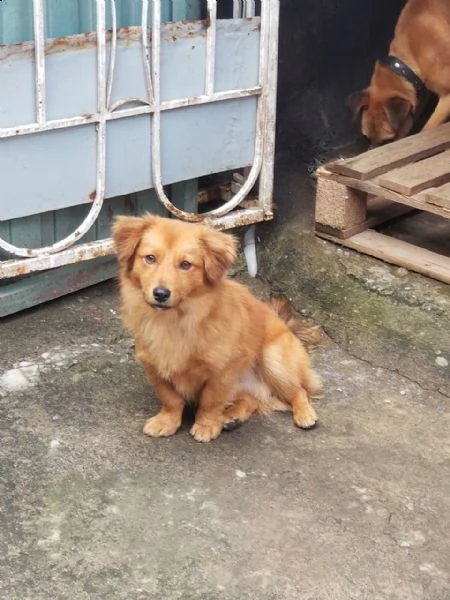 regalo cucciolo da volontario | Foto 0