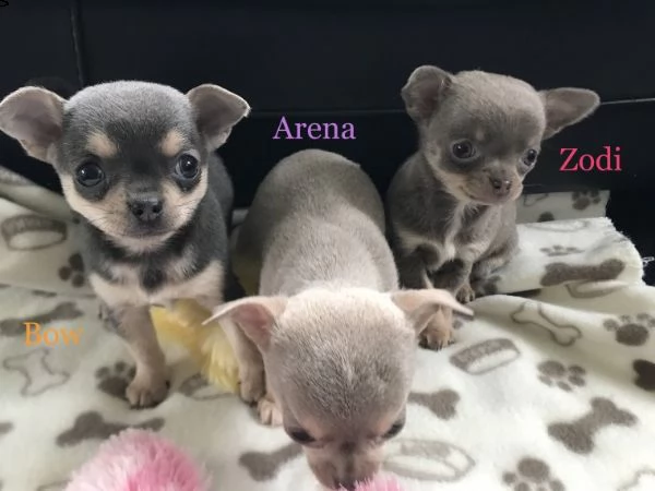 regalo cuccioli di chihuahua mini toy