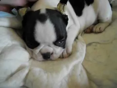 regalo bouledogue francese disponibili..