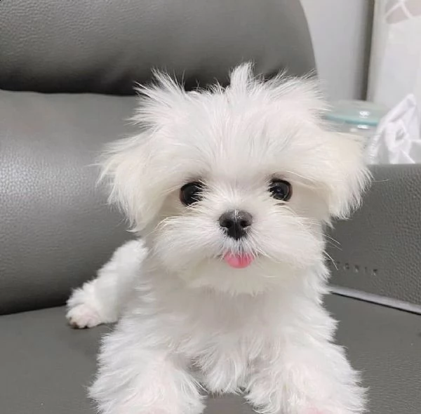 cucciolo di bichon maltese