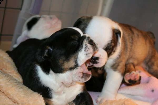 bulldog inglese cuccioli