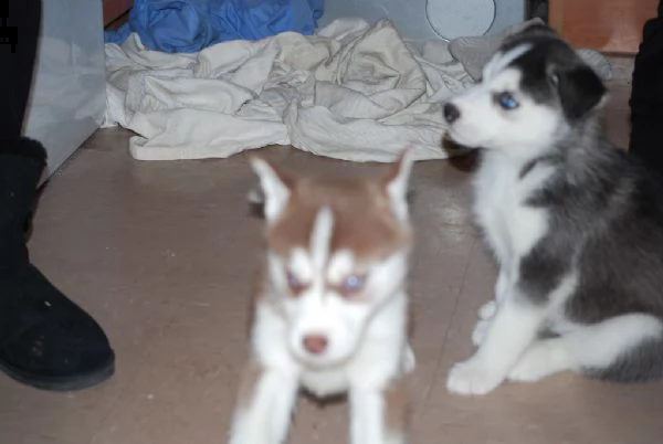 cuccioli di husky