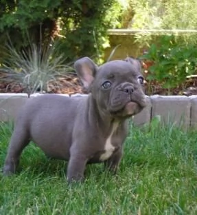  bouledogue francese maschio e femmina  | Foto 1