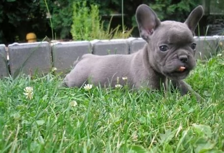  bouledogue francese maschio e femmina  | Foto 0
