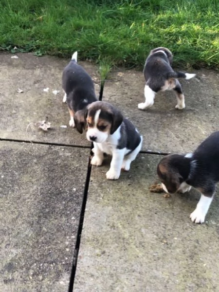 cuccioli di beagle disponibili. | Foto 1