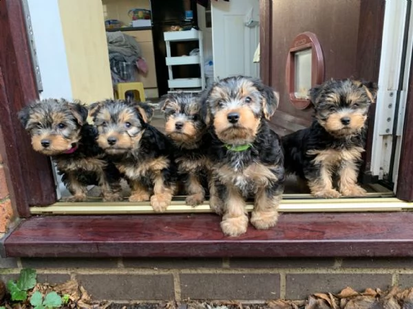 bellissimi cuccioli di yorkshire disponibili | Foto 3