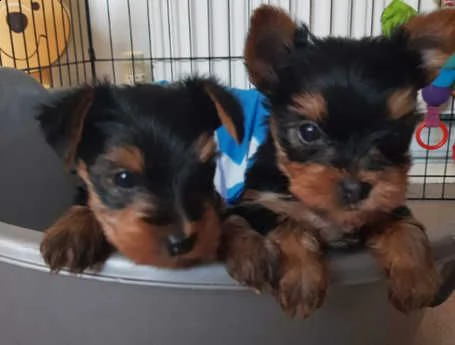 bellissimi cuccioli di yorkshire disponibili | Foto 2