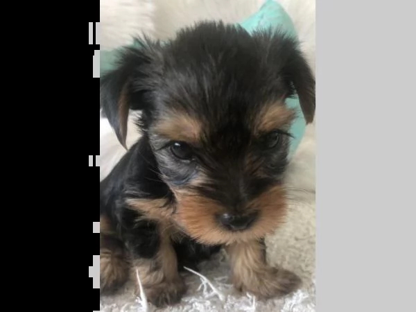 bellissimi cuccioli di yorkshire disponibili | Foto 1