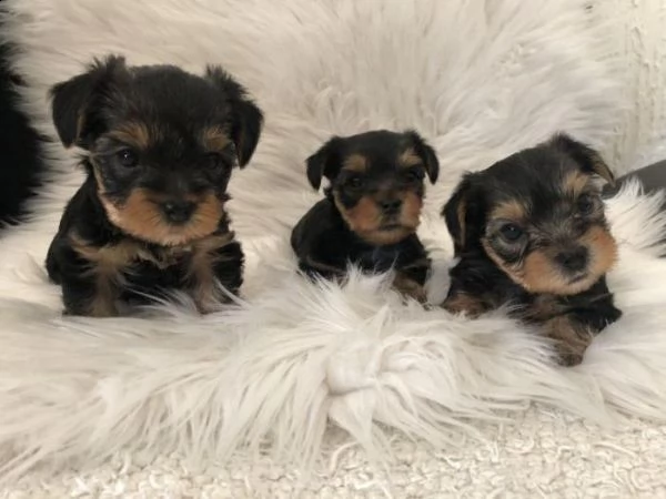 bellissimi cuccioli di yorkshire disponibili