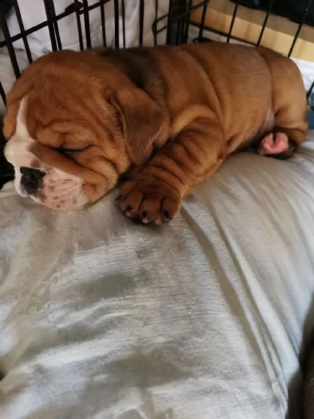 cuccioli di bulldog inglese disponibili.