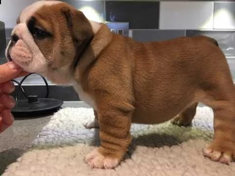 cuccioli di bulldog inglese disponibili. | Foto 2