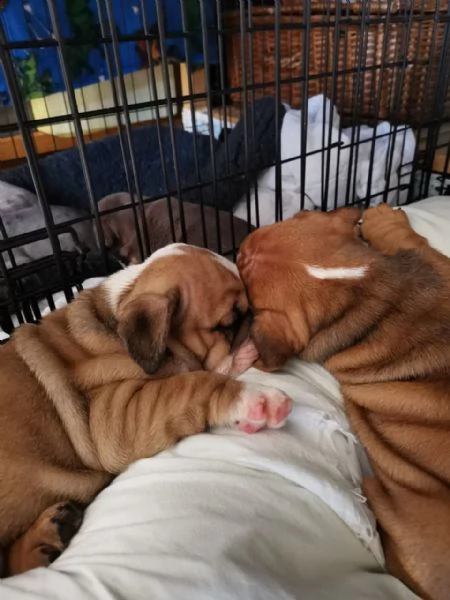 cuccioli di bulldog inglese disponibili. | Foto 1