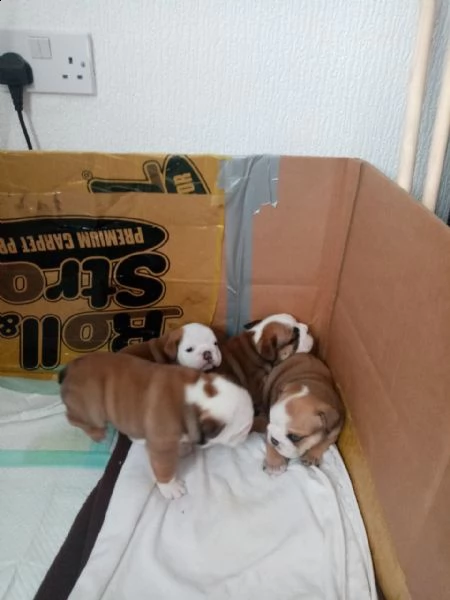 cuccioli di bulldog inglese disponibili. | Foto 0