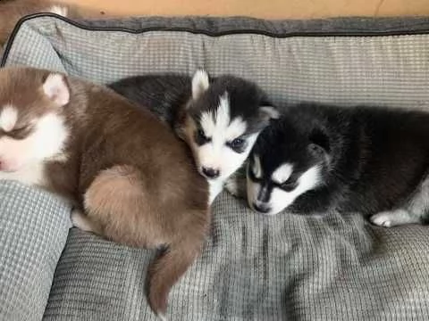 bellissimi cuccioli di siberian husky.