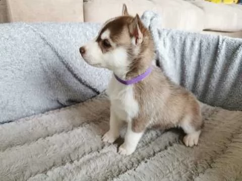 bellissimi cuccioli di siberian husky. | Foto 2