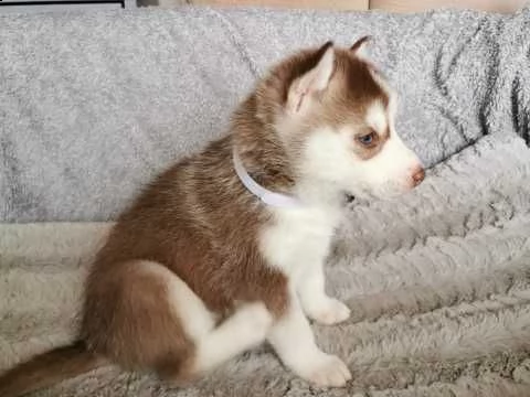 bellissimi cuccioli di siberian husky. | Foto 1