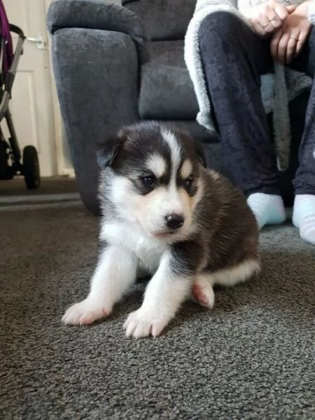 bellissimi cuccioli di siberian husky. | Foto 0
