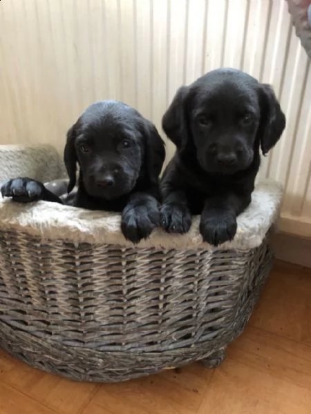 cuccioli di labradol retriver per te. | Foto 2