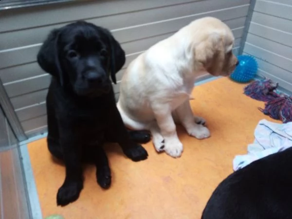 cuccioli di labradol retriver per te.