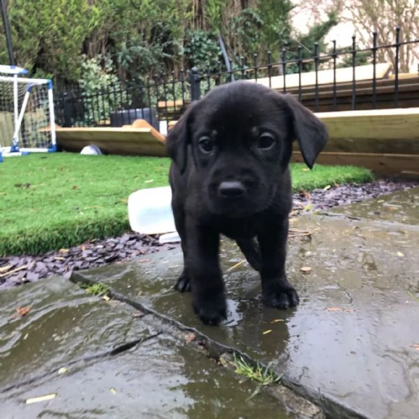 cuccioli di labradol retriver per te. | Foto 1