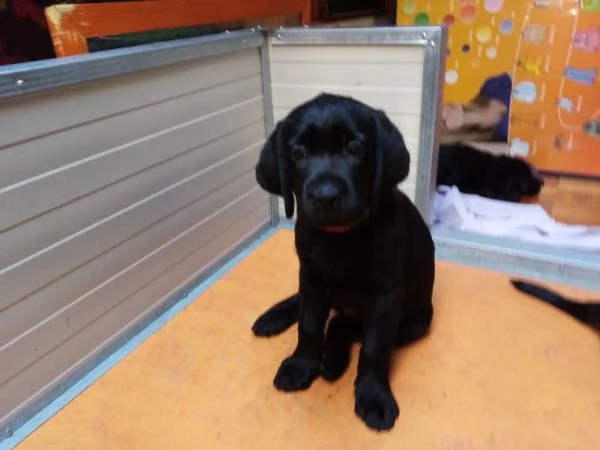 cuccioli di labradol retriver per te. | Foto 0
