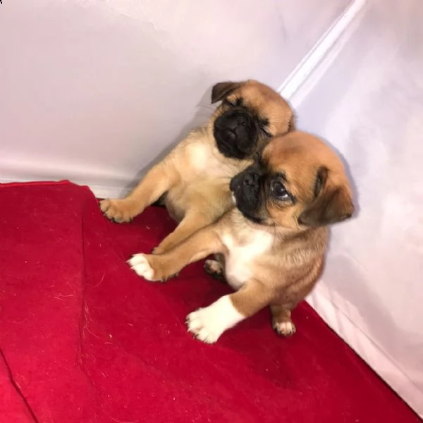 cuccioli di chihuahua disponibili. | Foto 2
