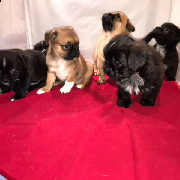 cuccioli di chihuahua disponibili.