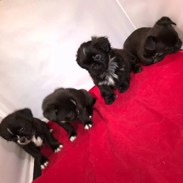 cuccioli di chihuahua disponibili. | Foto 1