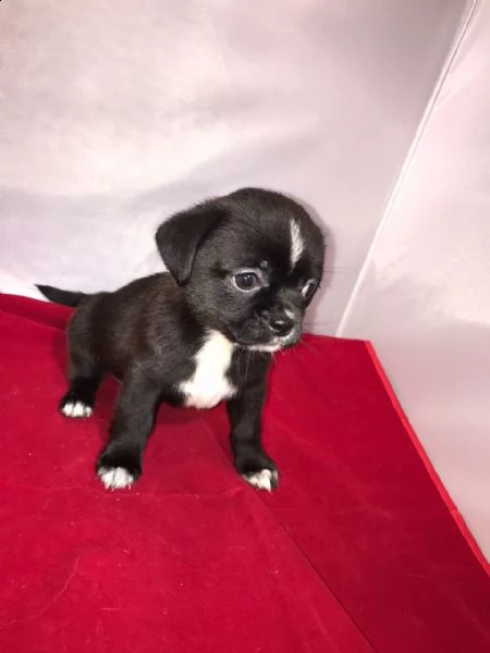 cuccioli di chihuahua disponibili. | Foto 0