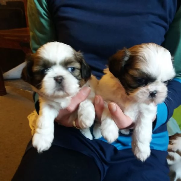splendidi cuccioli di shih tzu in vendita. | Foto 1