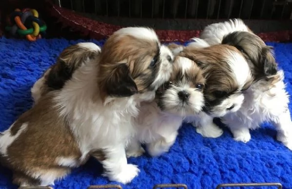 splendidi cuccioli di shih tzu in vendita. | Foto 0