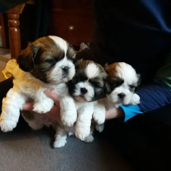 splendidi cuccioli di shih tzu in vendita.