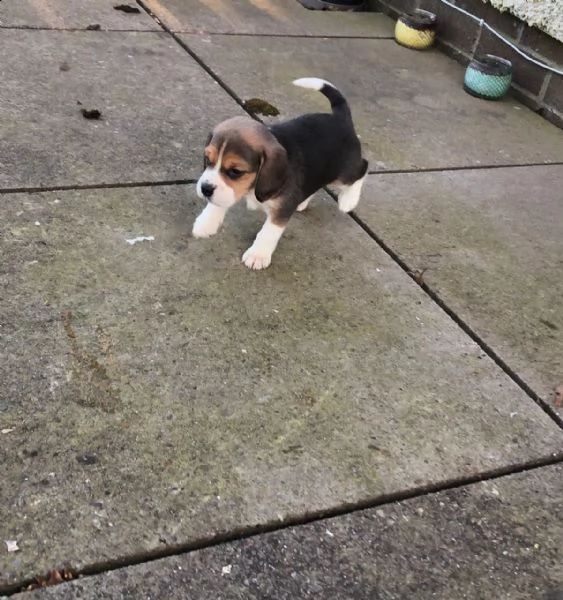 cuccioli di beagle disponibili. | Foto 2