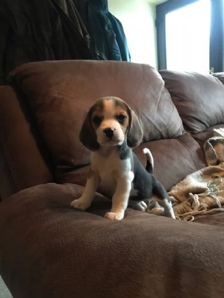 cuccioli di beagle disponibili. | Foto 1