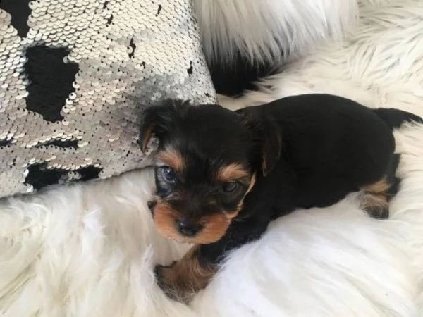 bellissimi cuccioli di yorkshire disponibili | Foto 1