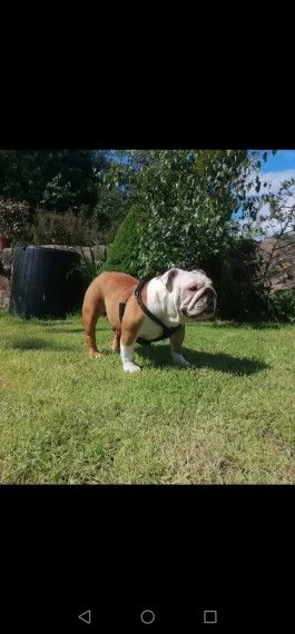 stupendi cuccioli di bulldog inglese | Foto 6