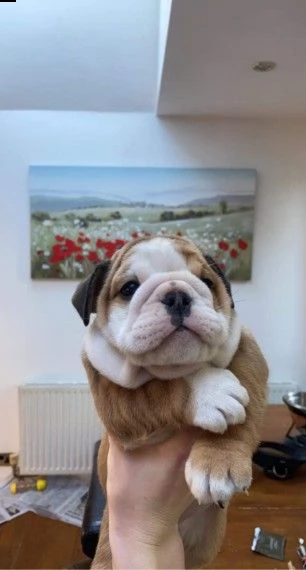 stupendi cuccioli di bulldog inglese | Foto 5