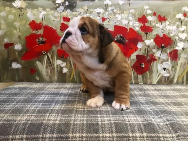 stupendi cuccioli di bulldog inglese | Foto 4