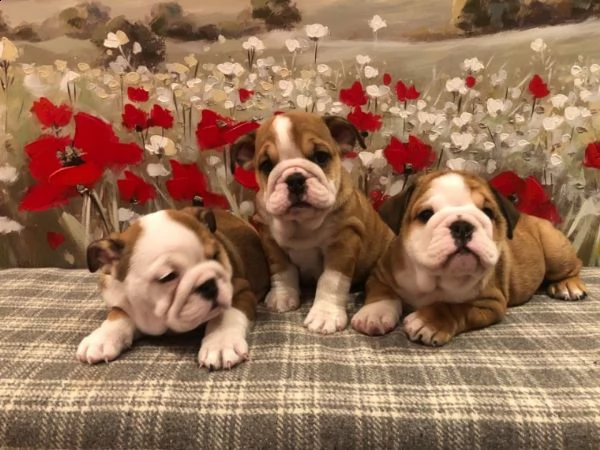 stupendi cuccioli di bulldog inglese | Foto 3