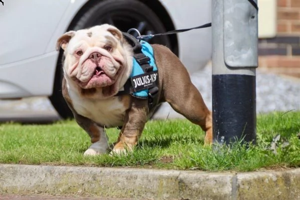 stupendi cuccioli di bulldog inglese | Foto 2