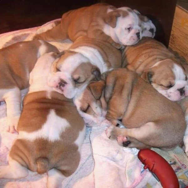 stupendi cuccioli di bulldog inglese