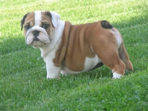 stupendi cuccioli di bulldog inglese | Foto 1