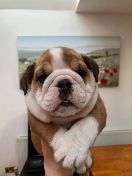 stupendi cuccioli di bulldog inglese | Foto 0